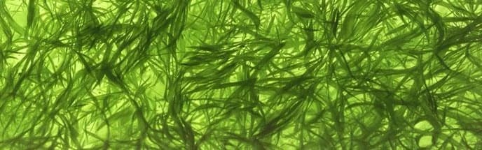 Klamath Lake Algae Powder