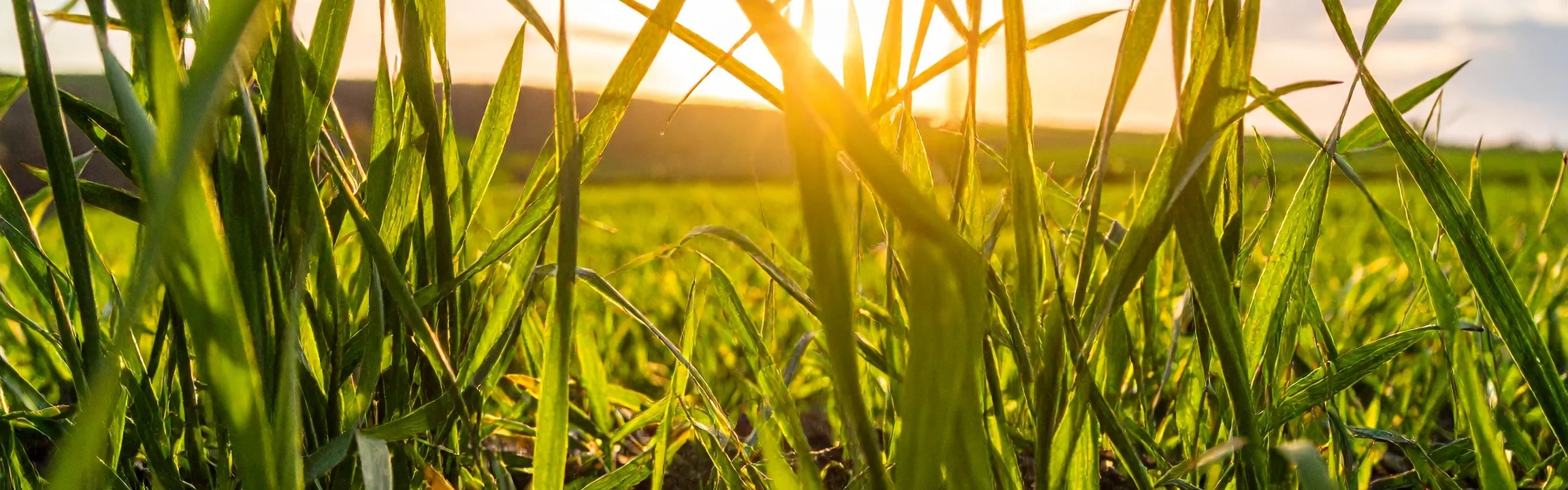 Oatgrass Juice Powder