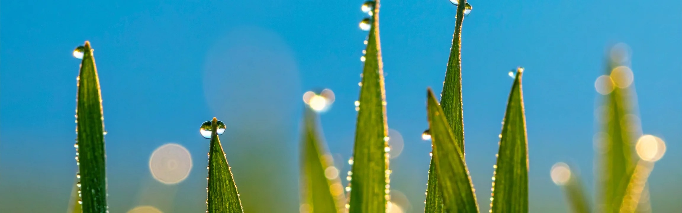Wheatgrass Juice Powder